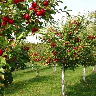 Плодовые деревья в Уральске