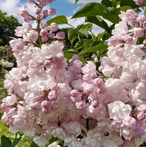 Сирень КРАСАВИЦА МОСКВЫ (привитая) в Уральске