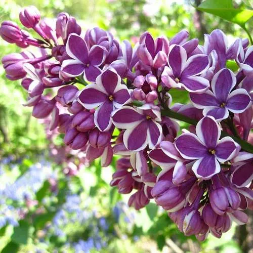 Сирень СЕНСАЦИЯ (привитая) в Уральске