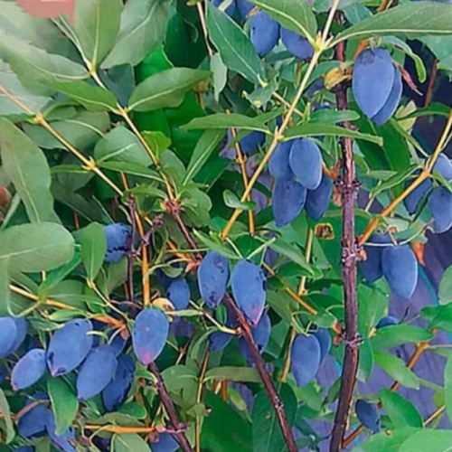 саженцы жимолости