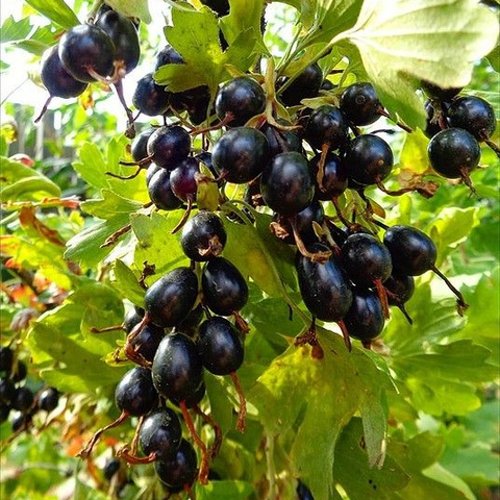 Смородина золотистая овальная в Уральске