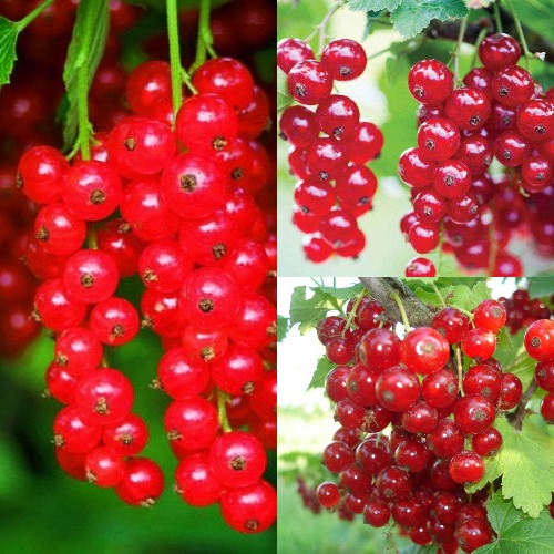 Комплект КРАСНЫЙ УРОЖАЙ в Уральске