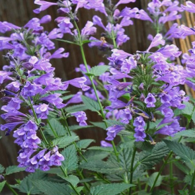 Котовник БЛЮ ДРИМС полусидячий в Уральске