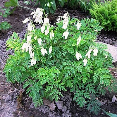 Дицентра красивая АВРОРА в Уральске