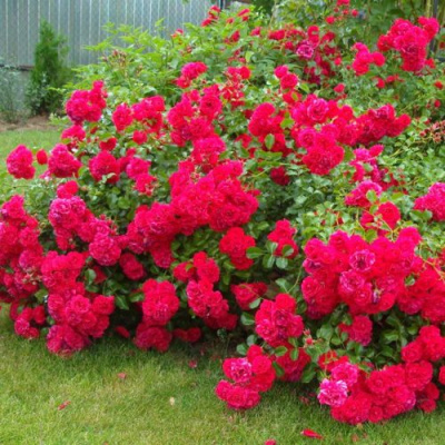 Роза почвопокровная РАДОСТЬ САДОВНИКА (ГАРТЕН ФРОЙДЕ) в Уральске