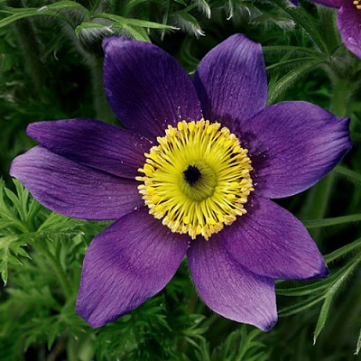 Прострел ПИНВИЛ БЛЮ ШЕЙДЕС в Уральске