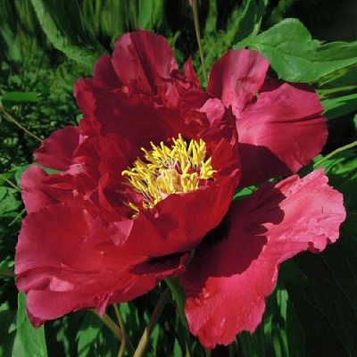 Пион КРАСНЫЙ ЛОТОС древовидный в Уральске