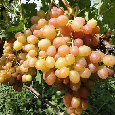 Виноград ХАМЕЛЕОН в Уральске