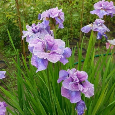 Ирис ХЭВИНГ ФАН сибирский в Уральске