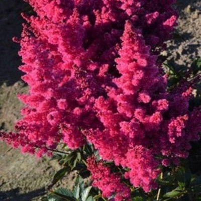 Астильба ЛАКИ ДЕЙ Арендса в Уральске