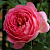 Роза ДЖУБИЛИ СЕЛЕБРЕЙШН английская в Уральске