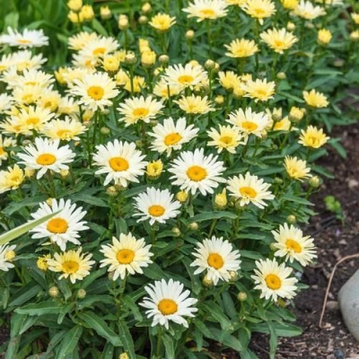 Нивяник БРОДВЕЙ ЛАЙТС великолепный в Уральске