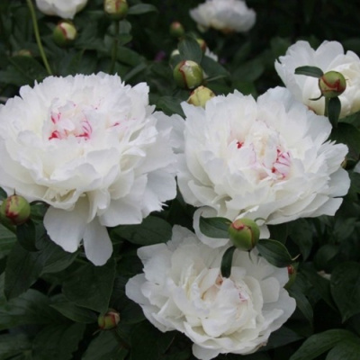 Пион ФЕСТИВА МАКСИМА травянистый в Уральске