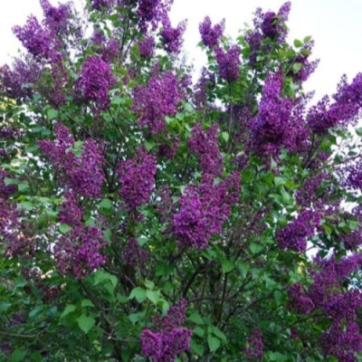 Сирень СУМЕРКИ в Уральске