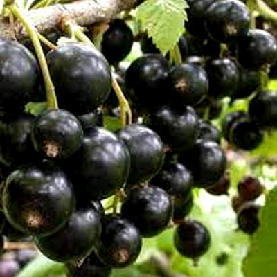 Смородина черная ОРЛОВСКИЙ ВАЛЬС в Уральске