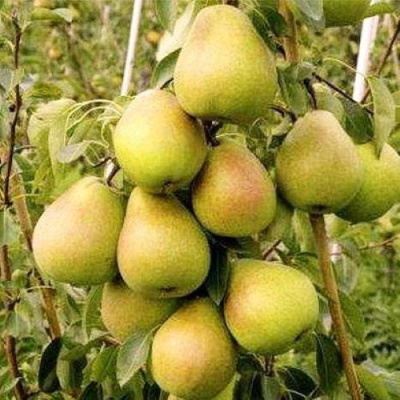 Груша МЛИЕВСКАЯ РАННЯЯ в Уральске