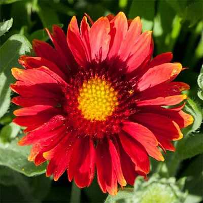 Гайлардия АРИЗОНА РЕД ШЕЙДС в Уральске