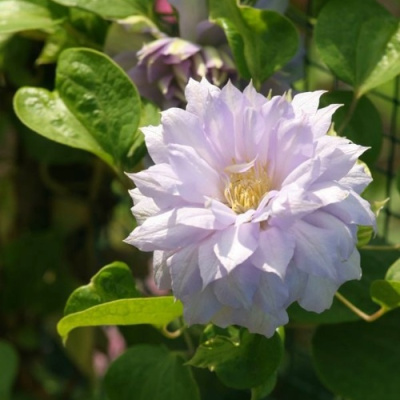 Клематис БЕЛЬ ОФ ВОРКИНГ в Уральске