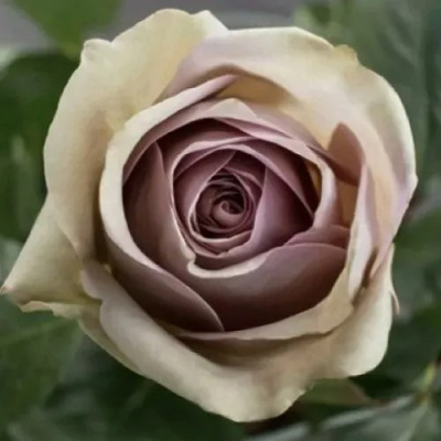 Роза АМНЕЗИЯ чайно-гибридная в Уральске