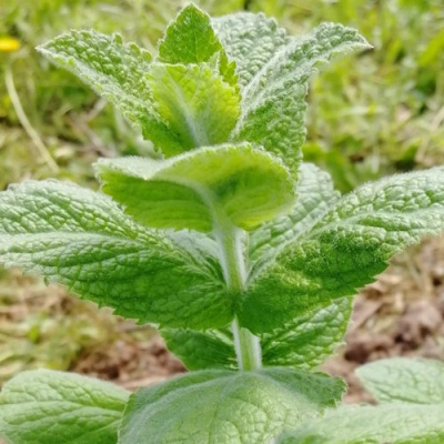 Мята яблочная в Уральске