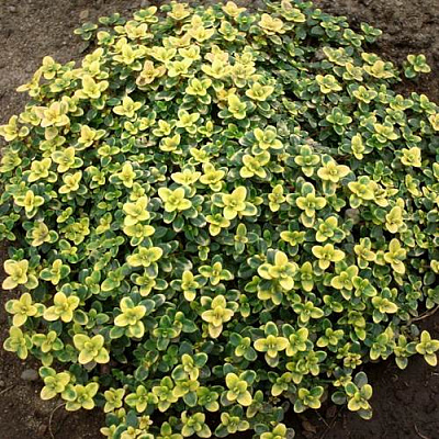 Тимьян ДОННА ВАЛЕЙ лимоннопахнущий в Уральске