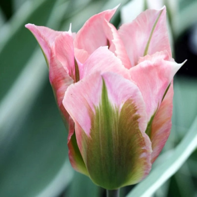 Тюльпан ЧАЙНА ТАУН зеленоцветковый в Уральске