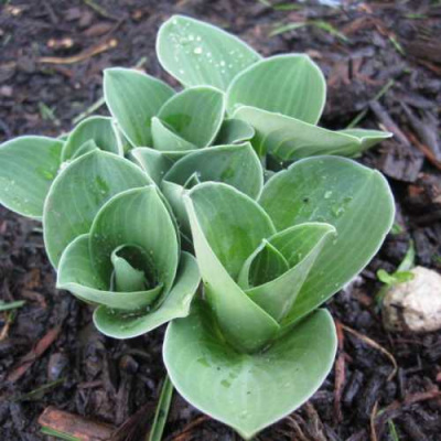 Хоста МОНСТЕР ИРЗ гибридная в Уральске