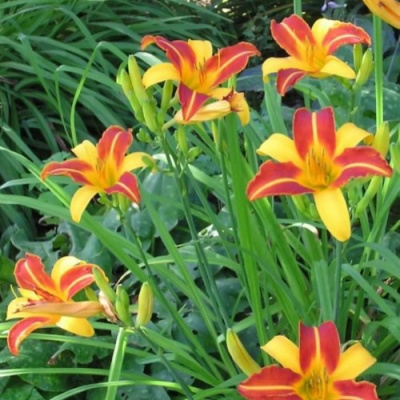 Лилейник ФРАНС ХАЛС в Уральске