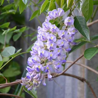 Глициния макростахия БЛЮ МУН в Уральске