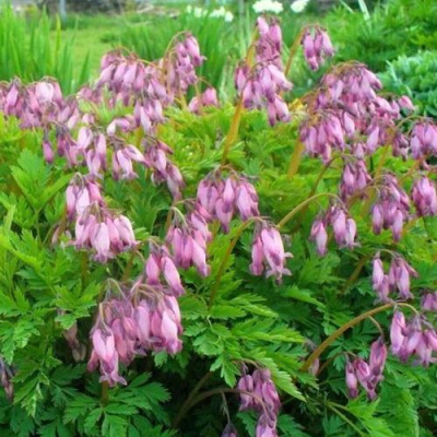 Дицентра изящная в Уральске