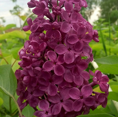 Сирень ИНДИЯ в Уральске