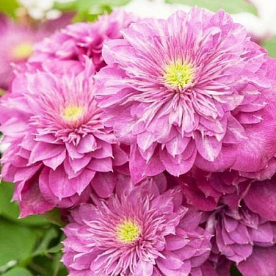 Клематис КАЙЗЕР в Уральске