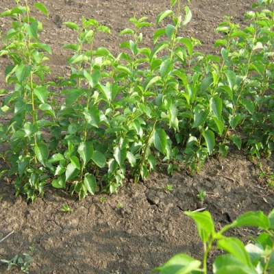 Подвой сливы ДИКАЯ АЛЫЧА в Уральске