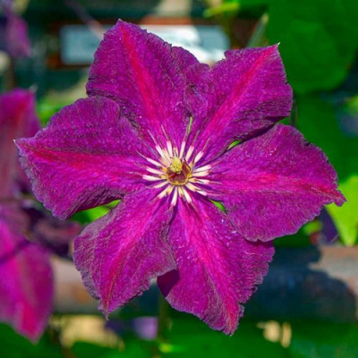 Клематис ГРЮНВАЛЬД в Уральске