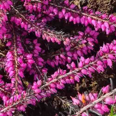 ЭРИКА "АЛЬПИЙСКИЙ ВЕРЕСК" (зимующая) сорт АТРОРУБРА в Уральске