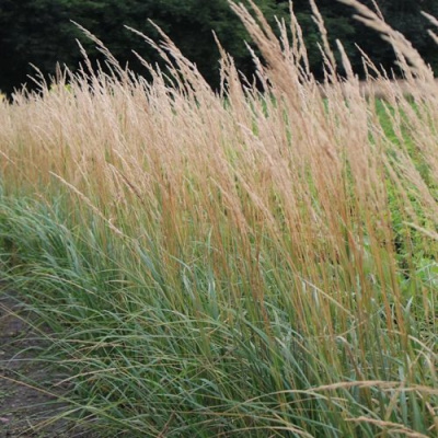 Вейник КАРЛ ФОРСТЕР остроцветковый в Уральске