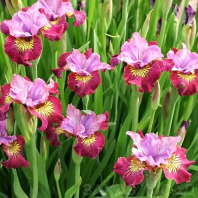 Ирис МИСС ЭППЛ сибирский в Уральске