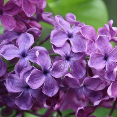 Сирень СУМЕРКИ в Уральске