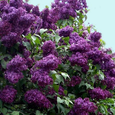 Сирень ИНДИЯ в Уральске