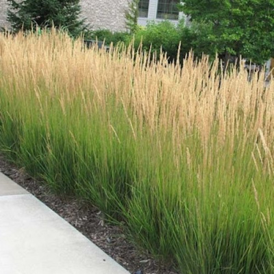 Вейник КАРЛ ФОРСТЕР остроцветковый в Уральске