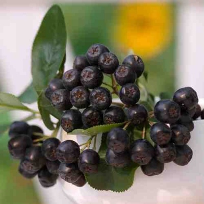 Рябина ВИКИНГ черноплодная в Уральске