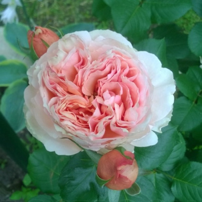 Роза ФИЛИНГ чайно-гибридная в Уральске