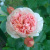 Роза ФИЛИНГ чайно-гибридная в Уральске