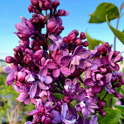 Сирень ВИОЛЕТТА в Уральске