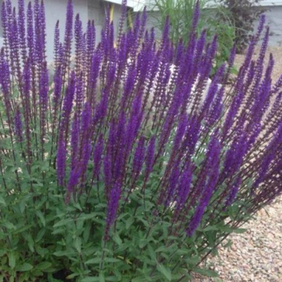 Шалфей КАРАДОНА в Уральске