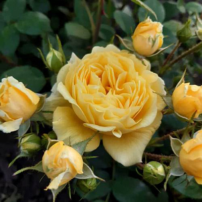 Роза флорибунда в Уральске