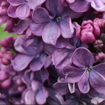 Сирень ВИОЛЕТТА в Уральске