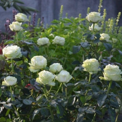 Роза ВАКАНА японская в Уральске