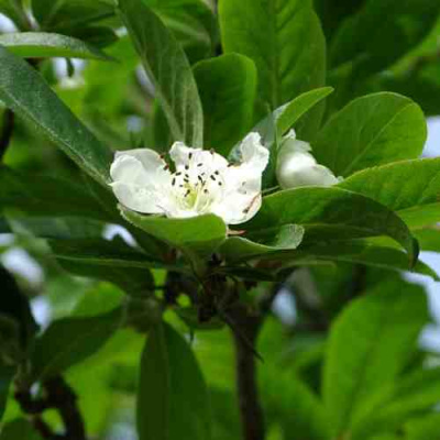 МУШМУЛА  в Уральске