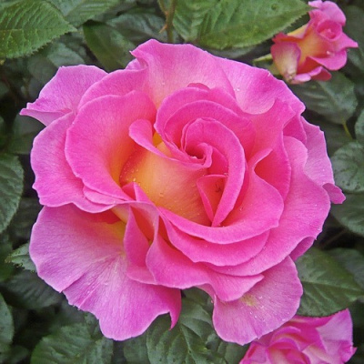 Роза ПИНК ПАРАДАЙЗ чайно-гибридная в Уральске